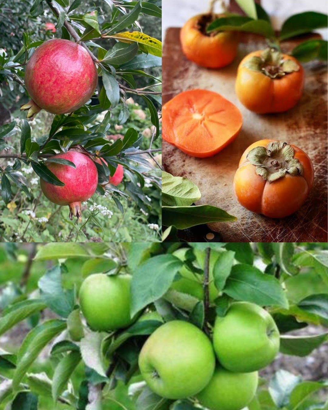 Lalkothi Orchards Fruits