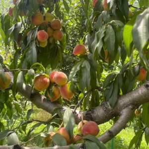 Persimmon (Fuyu)
