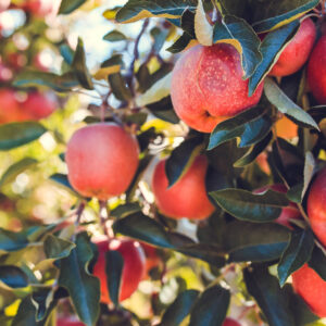 Apples