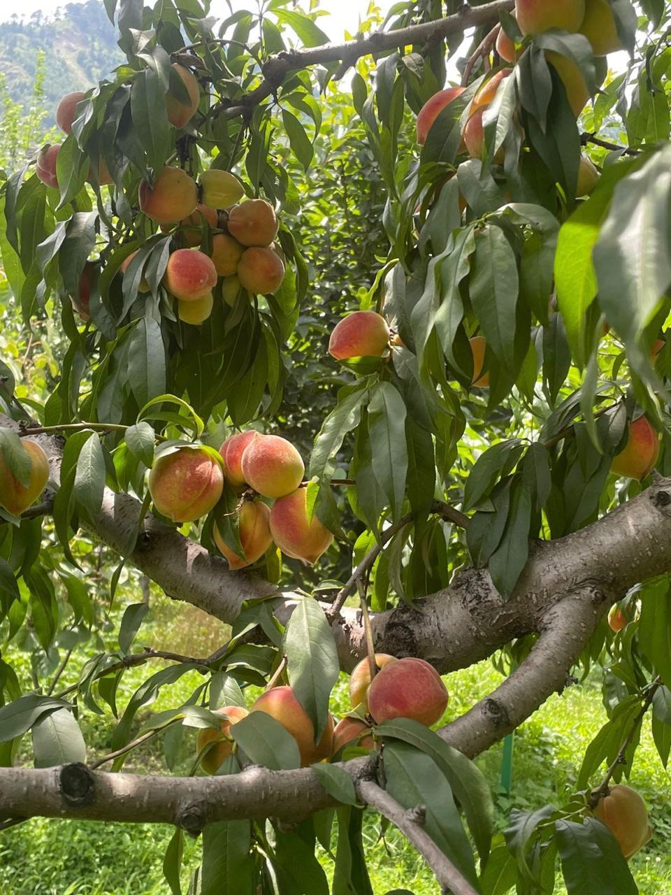 Red Haven peaches