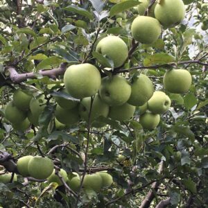 Golden Delicious