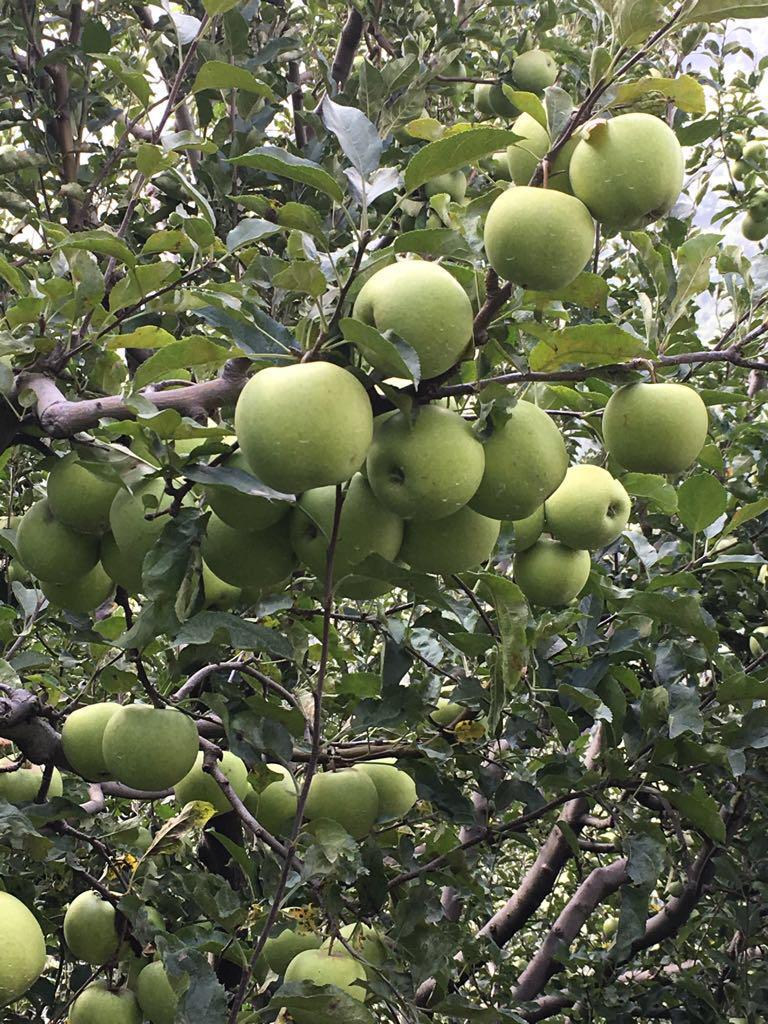 Golden Delicious